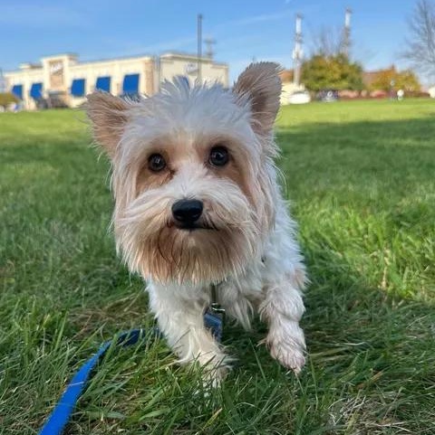 Enlarge Jimmy- Meet me on 10/31, a Adoptable Yorkie Poo in Hartland, WI image 4/6