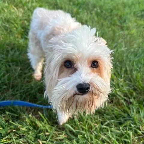 Enlarge Jimmy- Meet me on 10/31, a Adoptable Yorkie Poo in Hartland, WI image 5/6