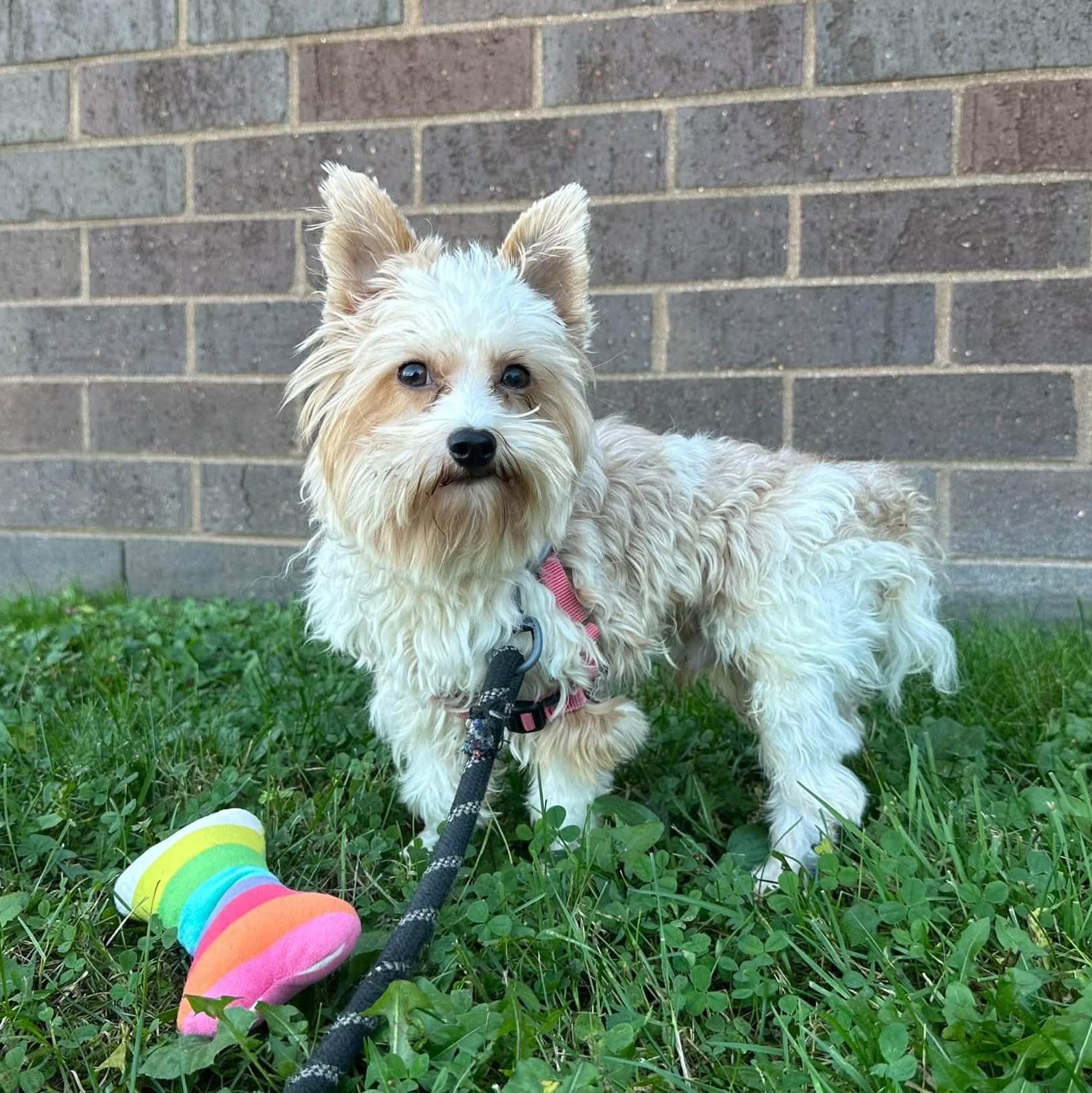 Enlarge Jimmy- Foster Home Needed, a Adoptable Yorkie Poo in Hartland, WI image 1/2
