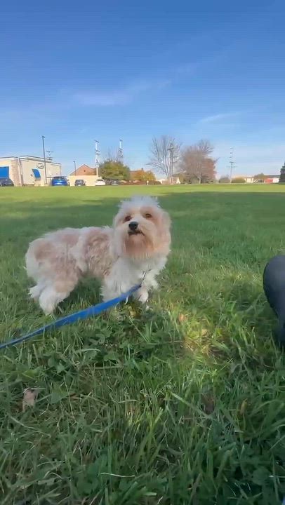 Enlarge Jimmy- Meet me on 10/31, a Adoptable Yorkie Poo in Hartland, WI video 6/6