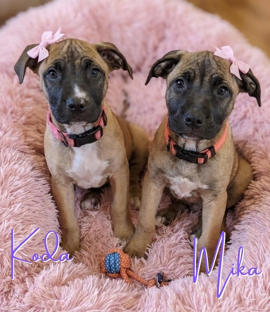 Koda, ADOPTABLE, Puppy Female Pit Bull Terrier & Belgian Shepherd / Malinois.