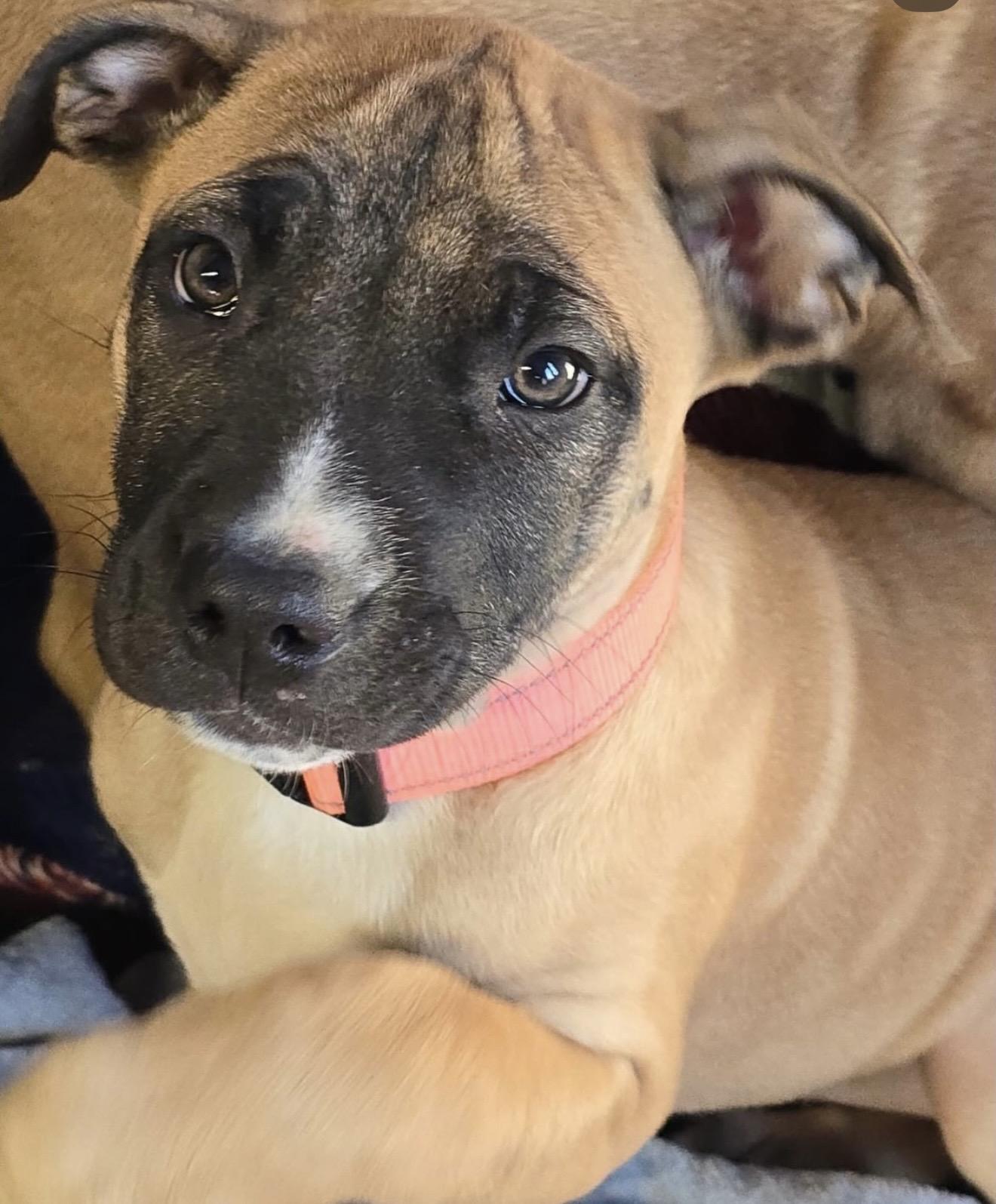 Enlarge Koda, an adopted mixed breed in Akron, NY image 5/6