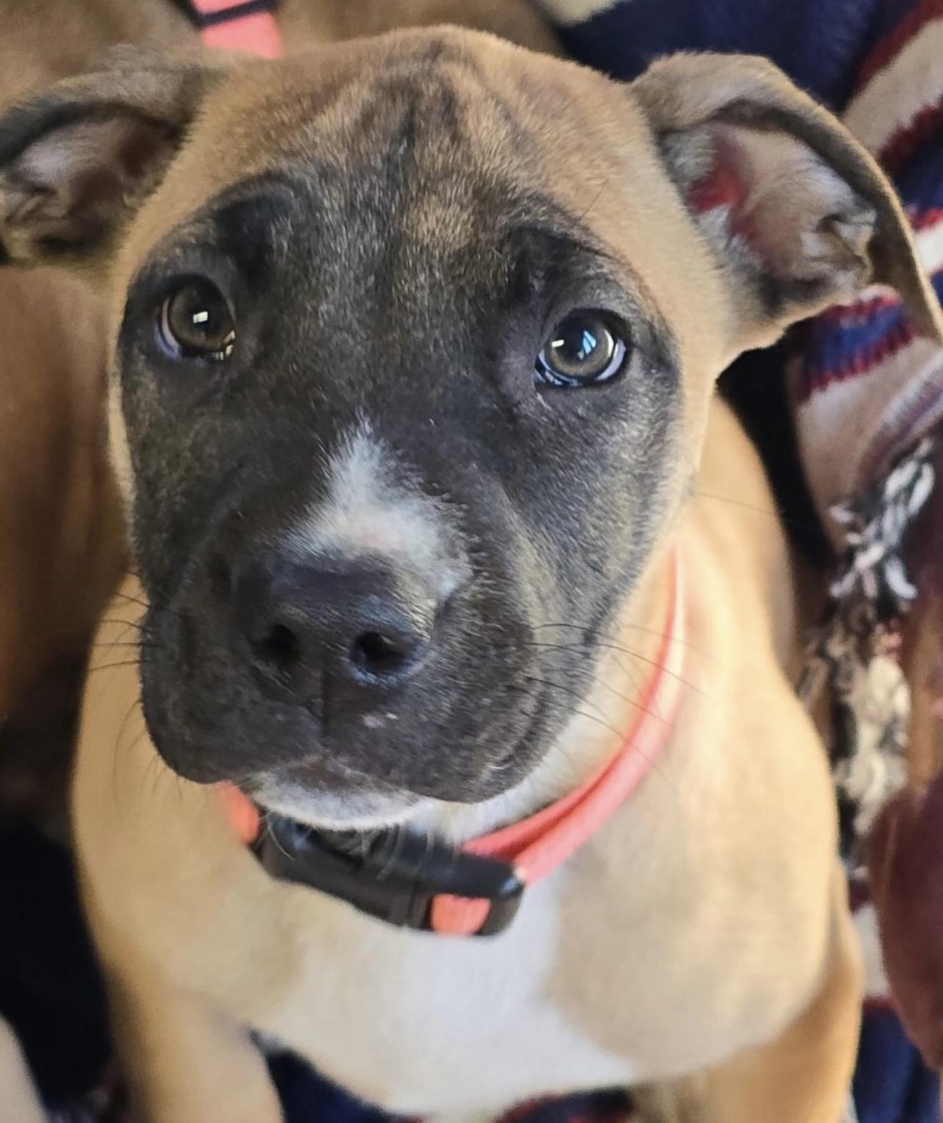 Enlarge Koda, an adopted mixed breed in Akron, NY image 6/6