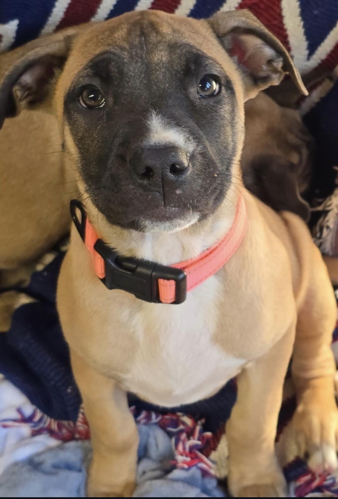 Enlarge Koda, an adopted mixed breed in Akron, NY image 4/6