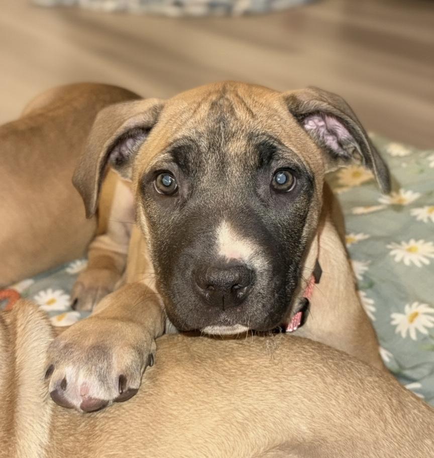 Enlarge Koda, an adopted mixed breed in Akron, NY image 3/6