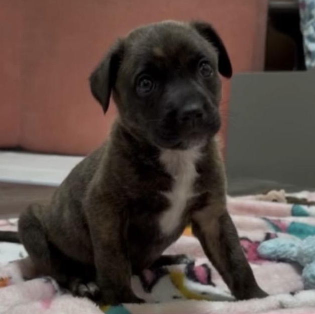 Enlarge Ann, a ADOPTABLE mixed breed in Waxhaw, NC image 3/5