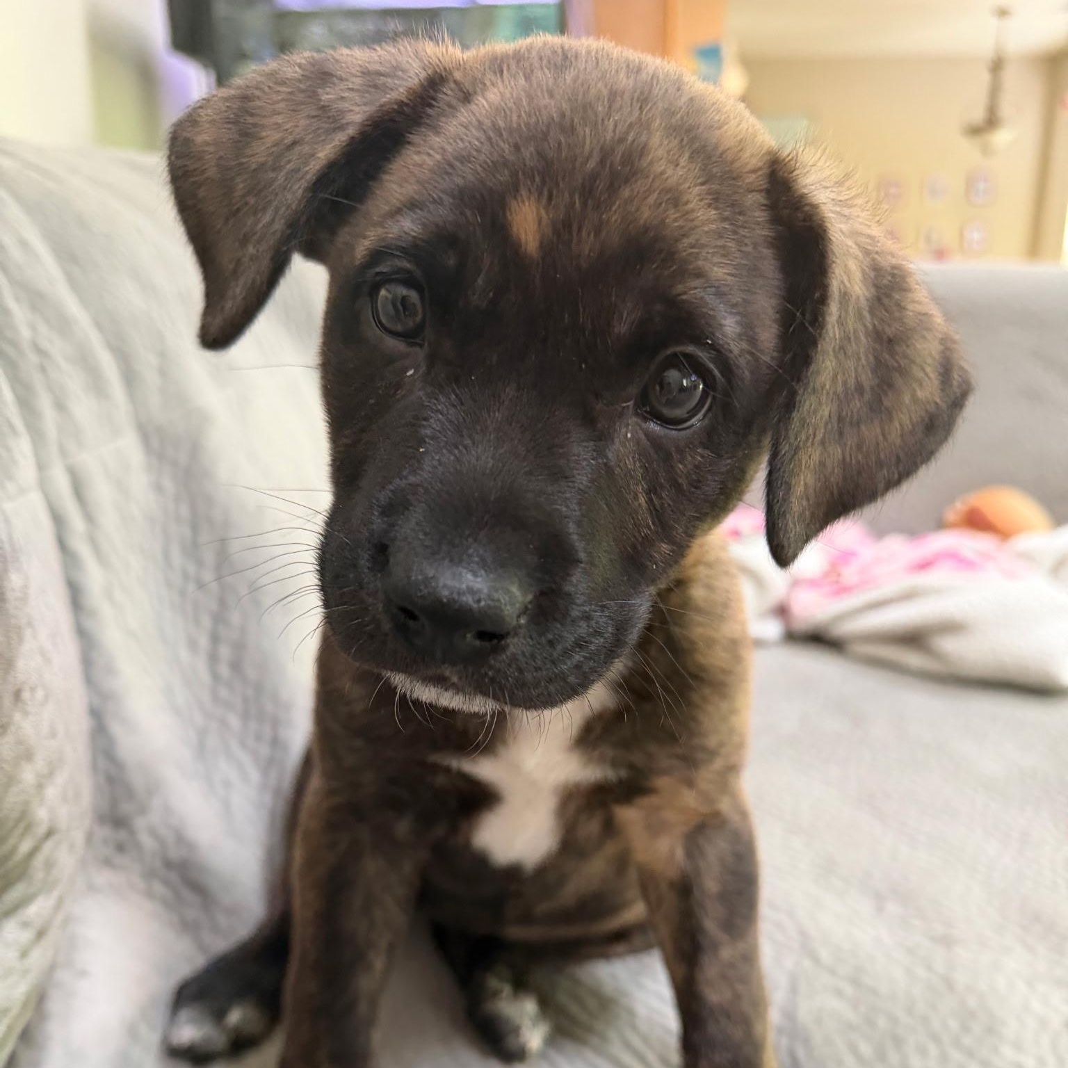 Enlarge Ann, a ADOPTABLE mixed breed in Waxhaw, NC image 1/5