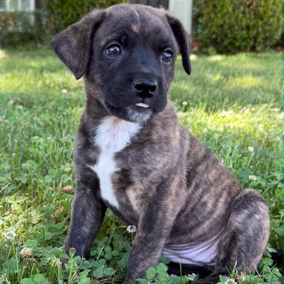 Enlarge Ann, a ADOPTABLE mixed breed in Waxhaw, NC image 2/5