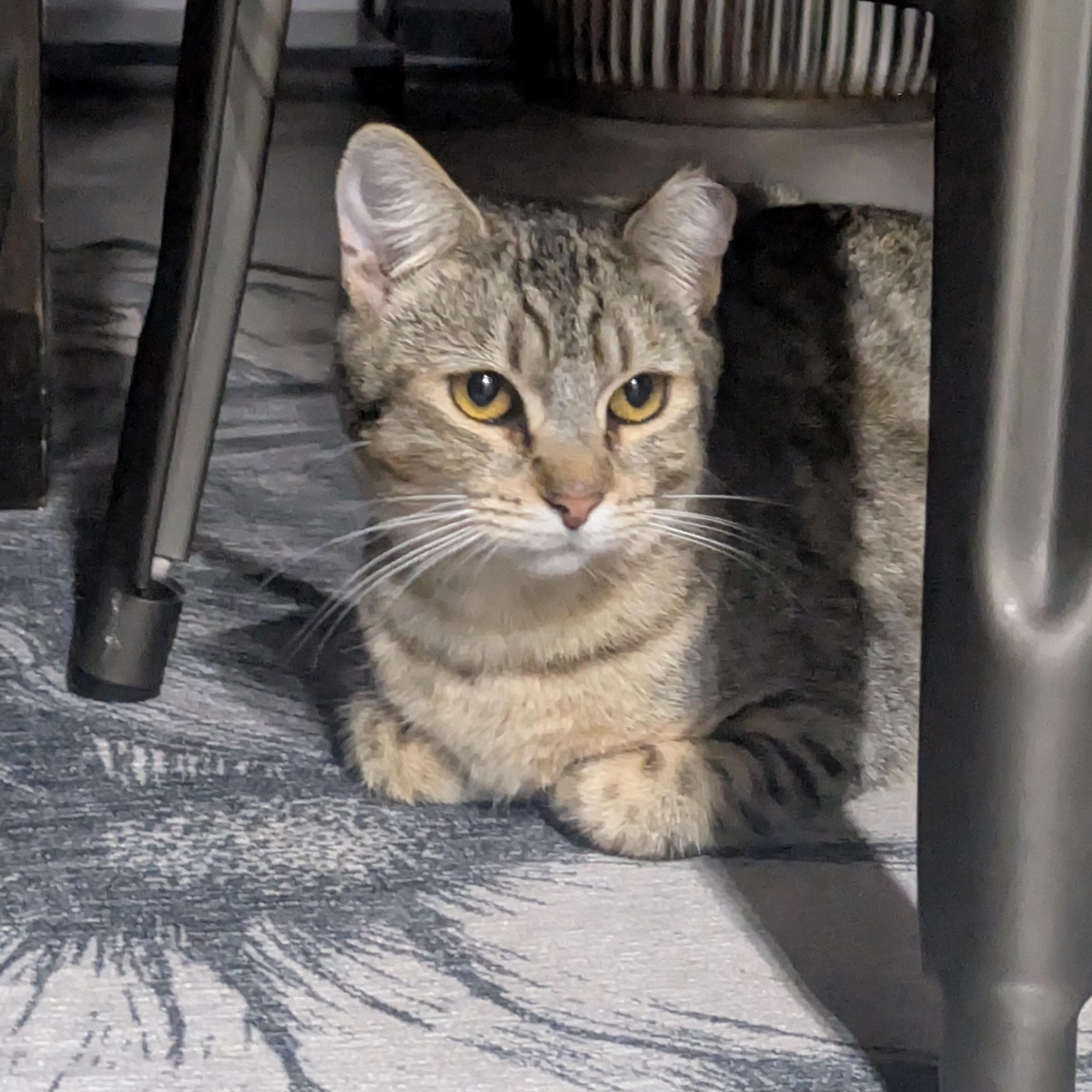 Gumdrop (Gummy) & Graham – A Sweet, Bonded Sibling Duo 💕, ADOPTABLE, Young Male Domestic Short Hair.
