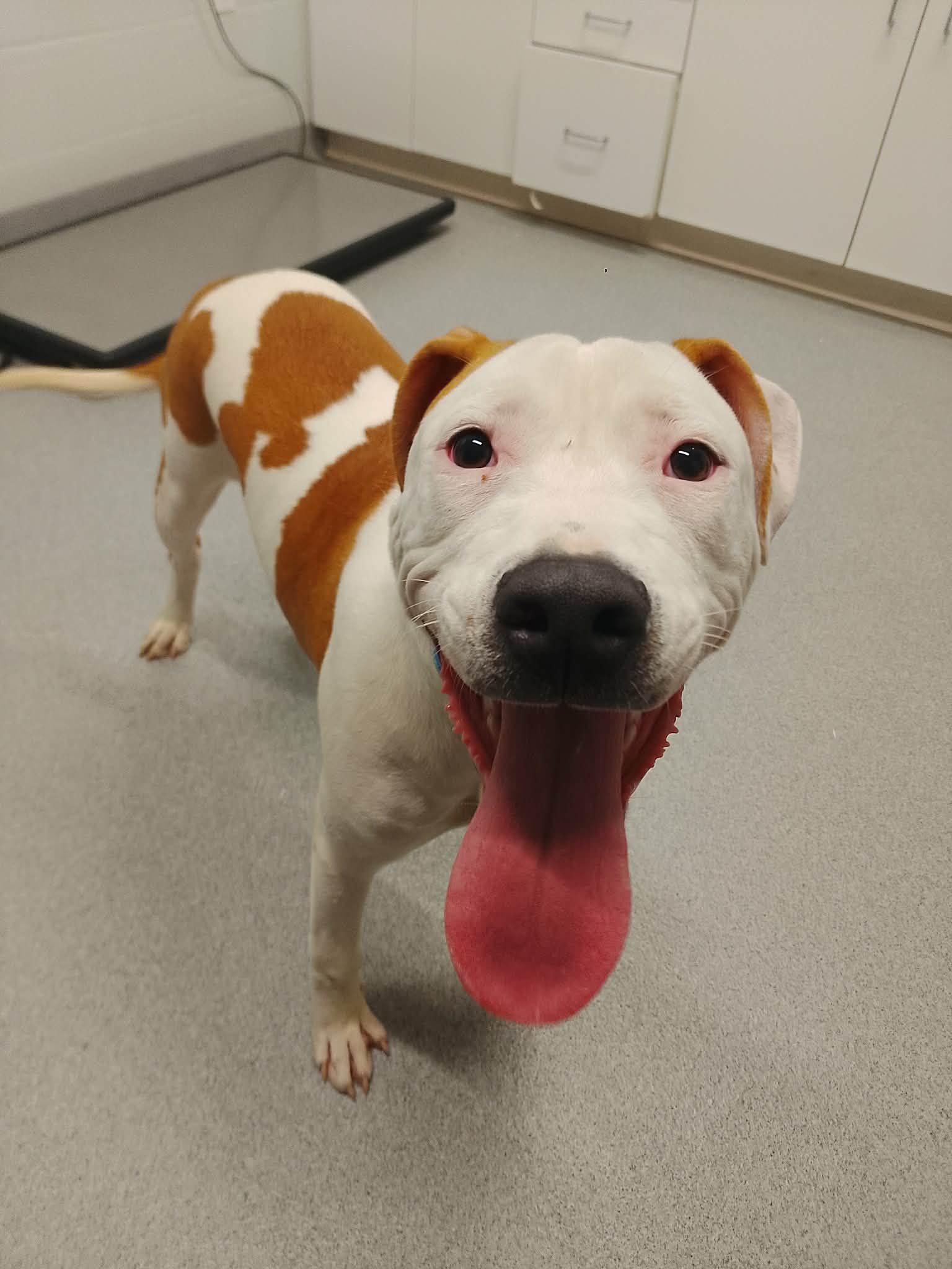 Enlarge Lucy, a ADOPTABLE mixed breed in Moundsville, WV image 1/1