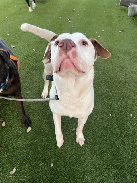 Enlarge OLAF, a Adoptable mixed breed in Miami, FL image 1/1