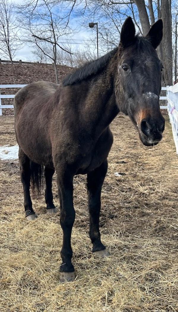 Dream, Adoptable, Senior Female Standardbred.