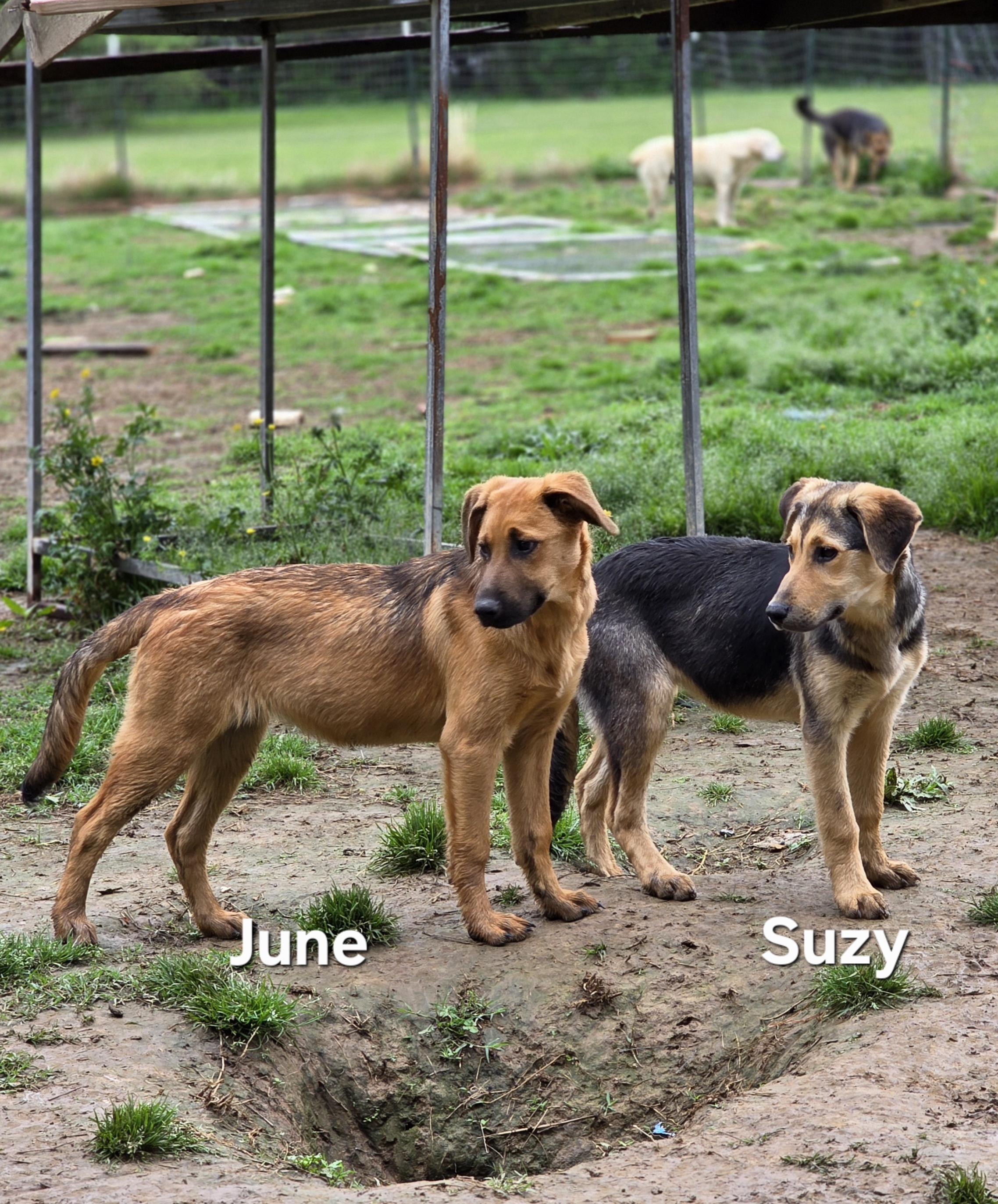Enlarge June, a ADOPTABLE mixed breed in Warren, RI image 3/6