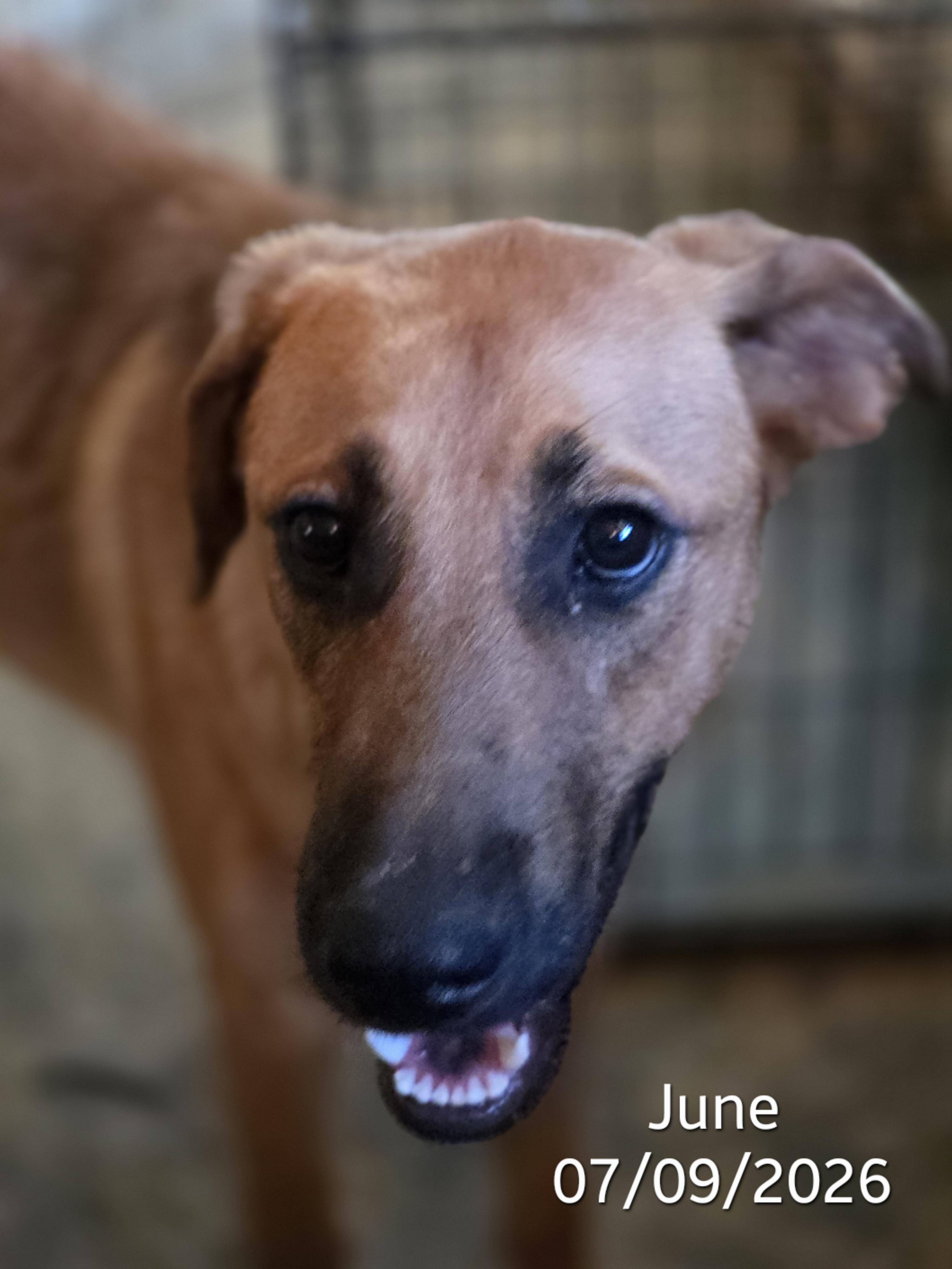 Lady June, a ADOPTABLE mixed breed in Warren, RI image 4/4