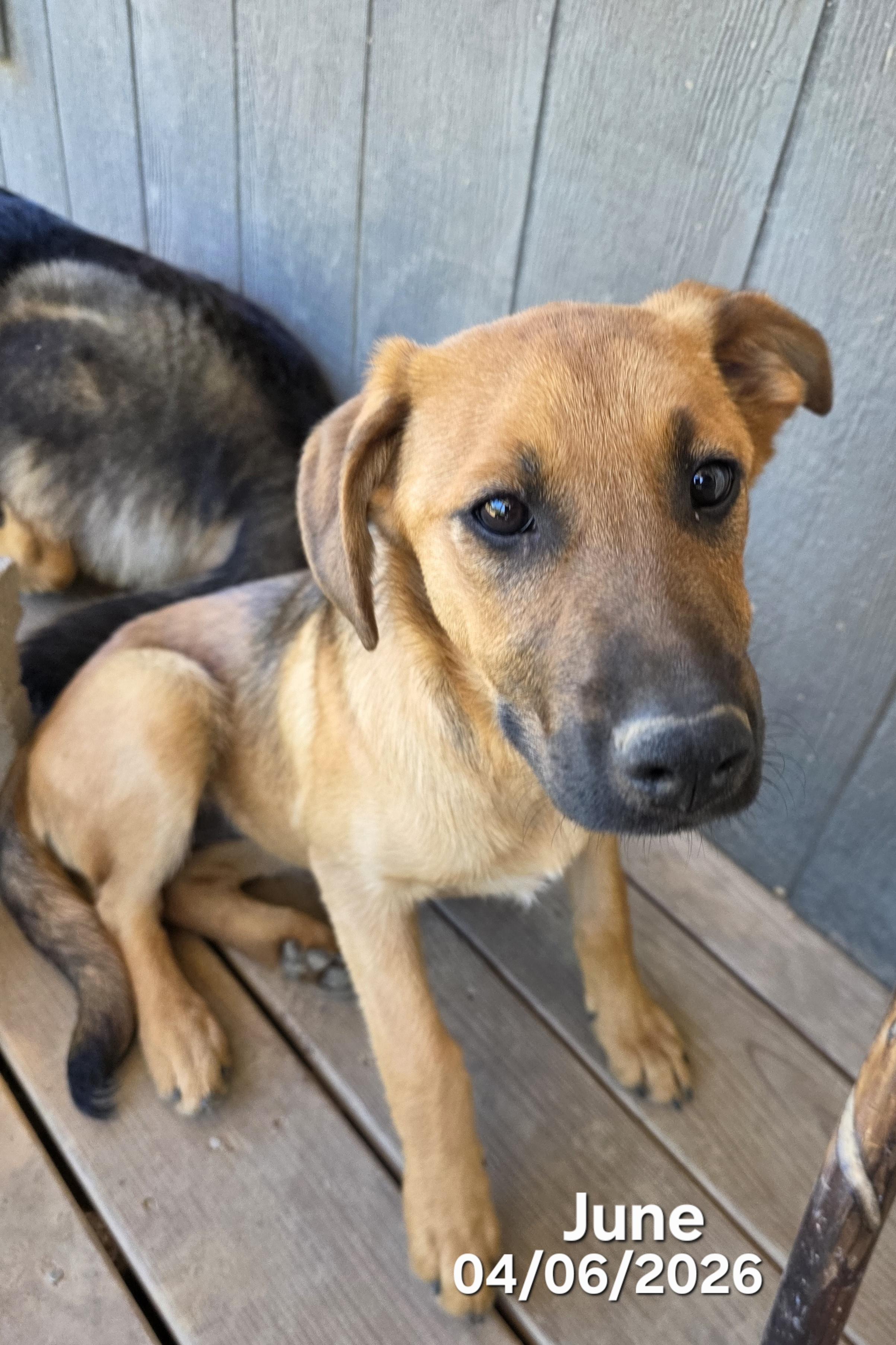Enlarge June, a ADOPTABLE mixed breed in Warren, RI image 1/6