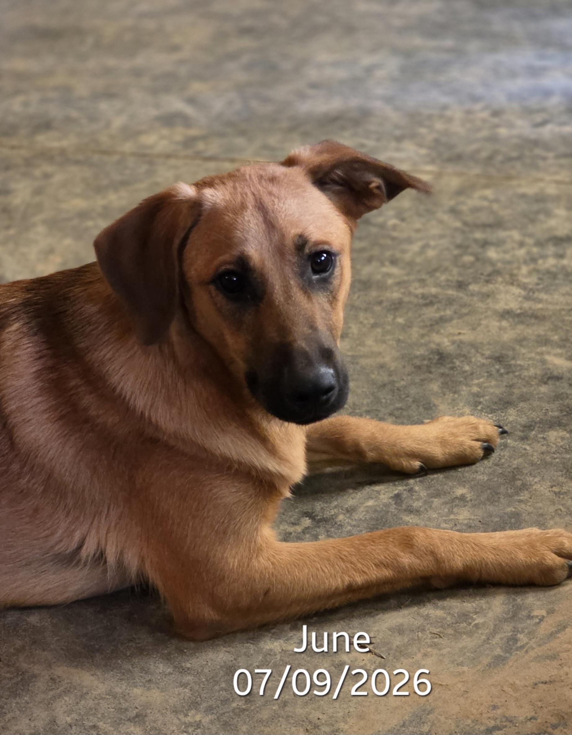 Lady June, ADOPTABLE, Puppy Female Black Mouth Cur & Labrador Retriever.