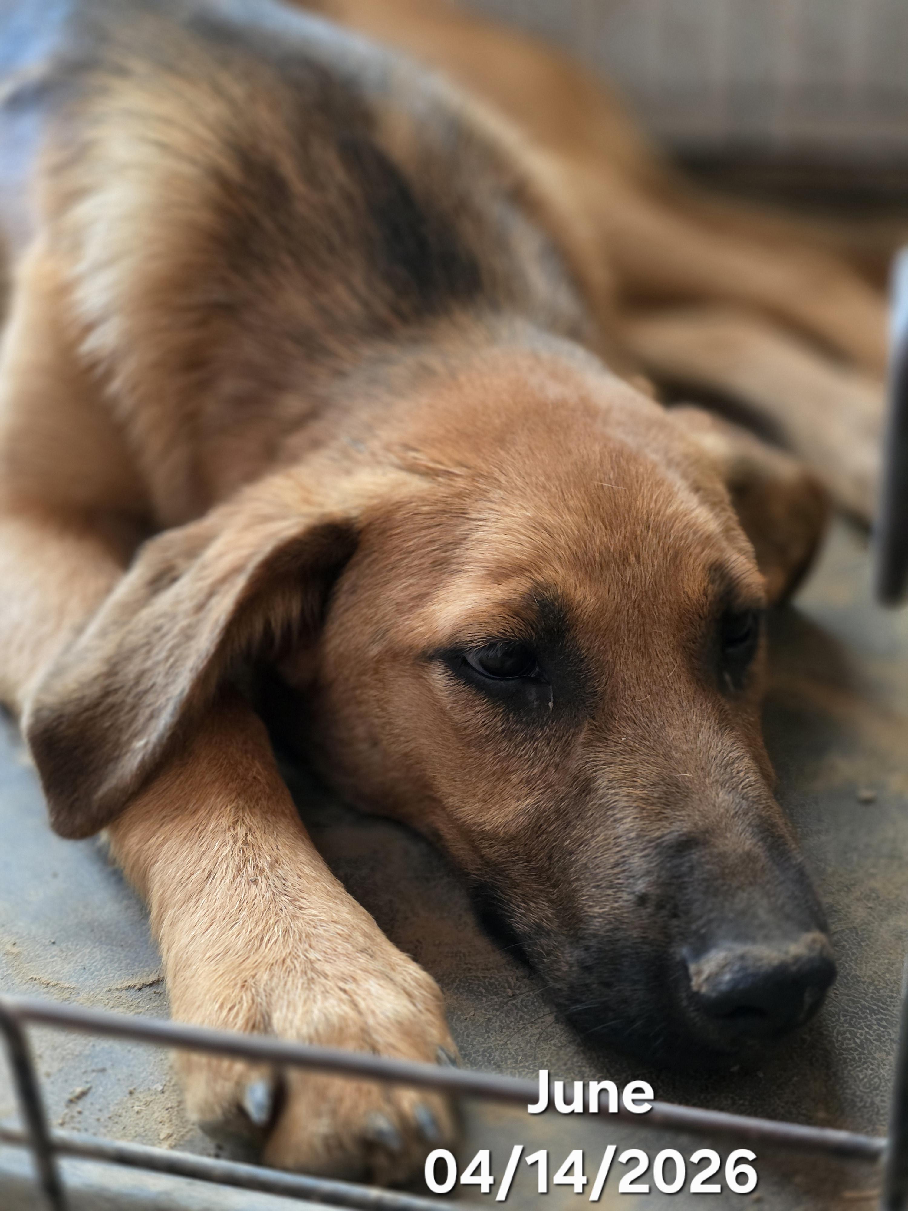 Lady June, a ADOPTABLE mixed breed in Warren, RI image 2/5