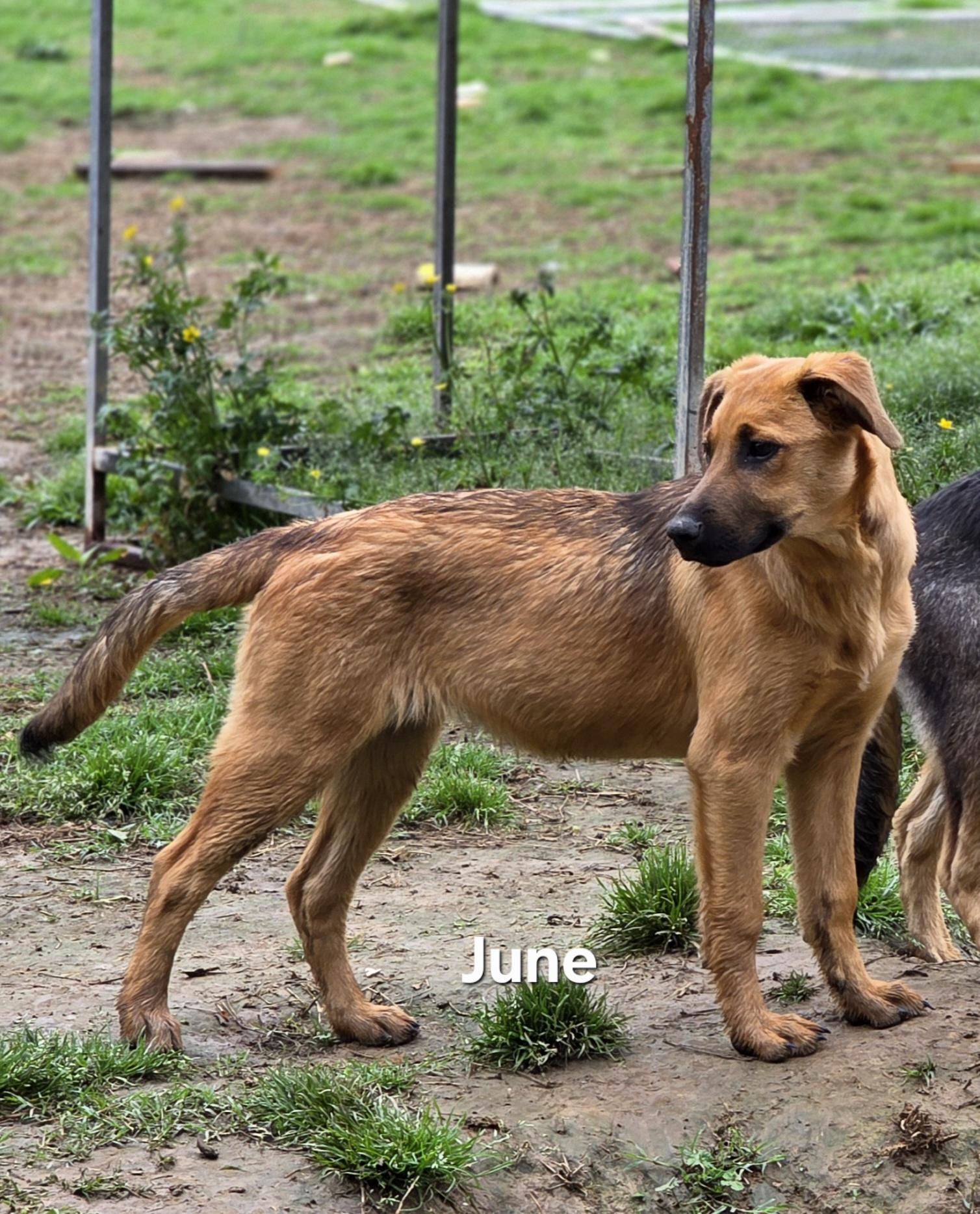 Enlarge June, a ADOPTABLE mixed breed in Warren, RI image 6/6