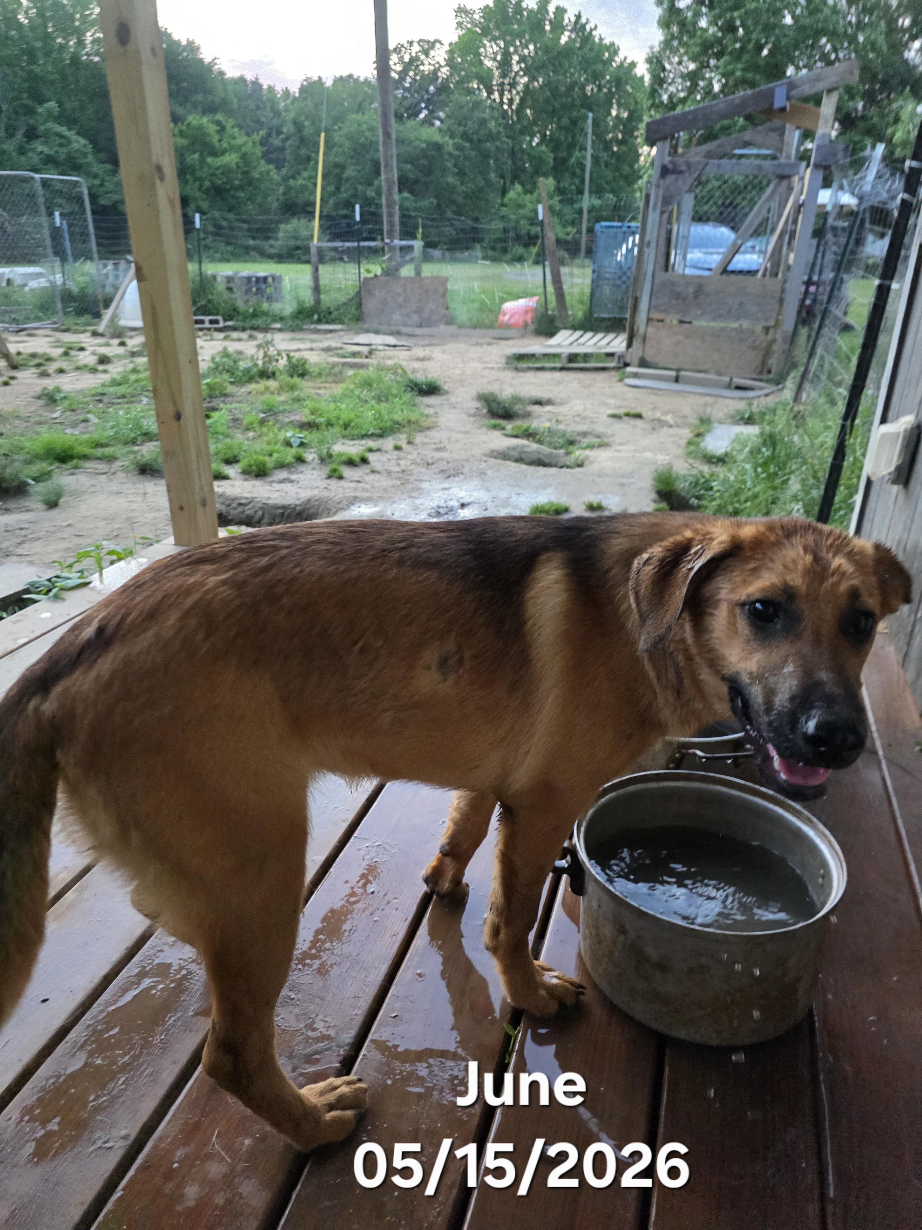 Lady June, a ADOPTABLE mixed breed in Warren, RI image 5/5