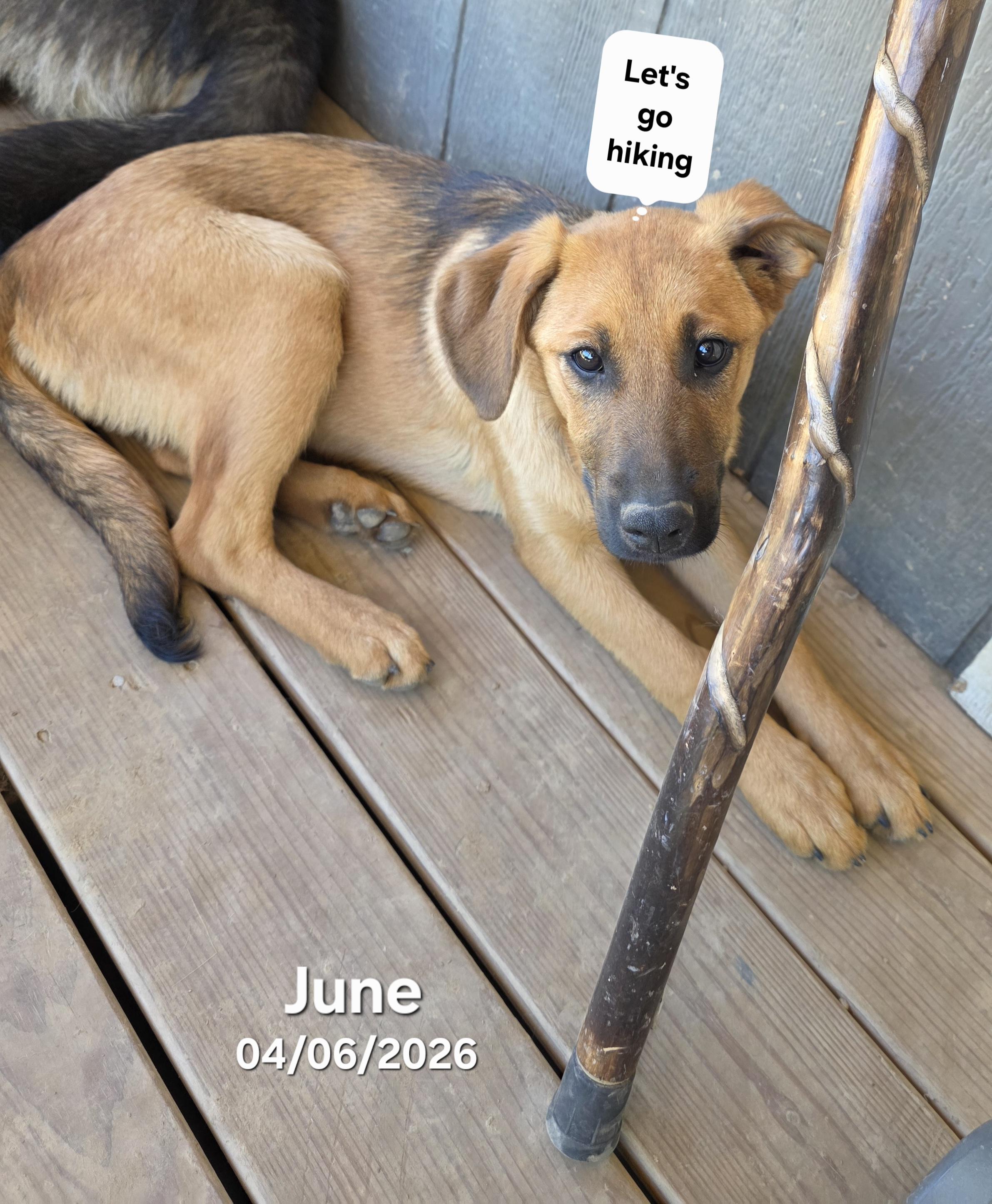 Enlarge June, a ADOPTABLE mixed breed in Warren, RI image 2/6
