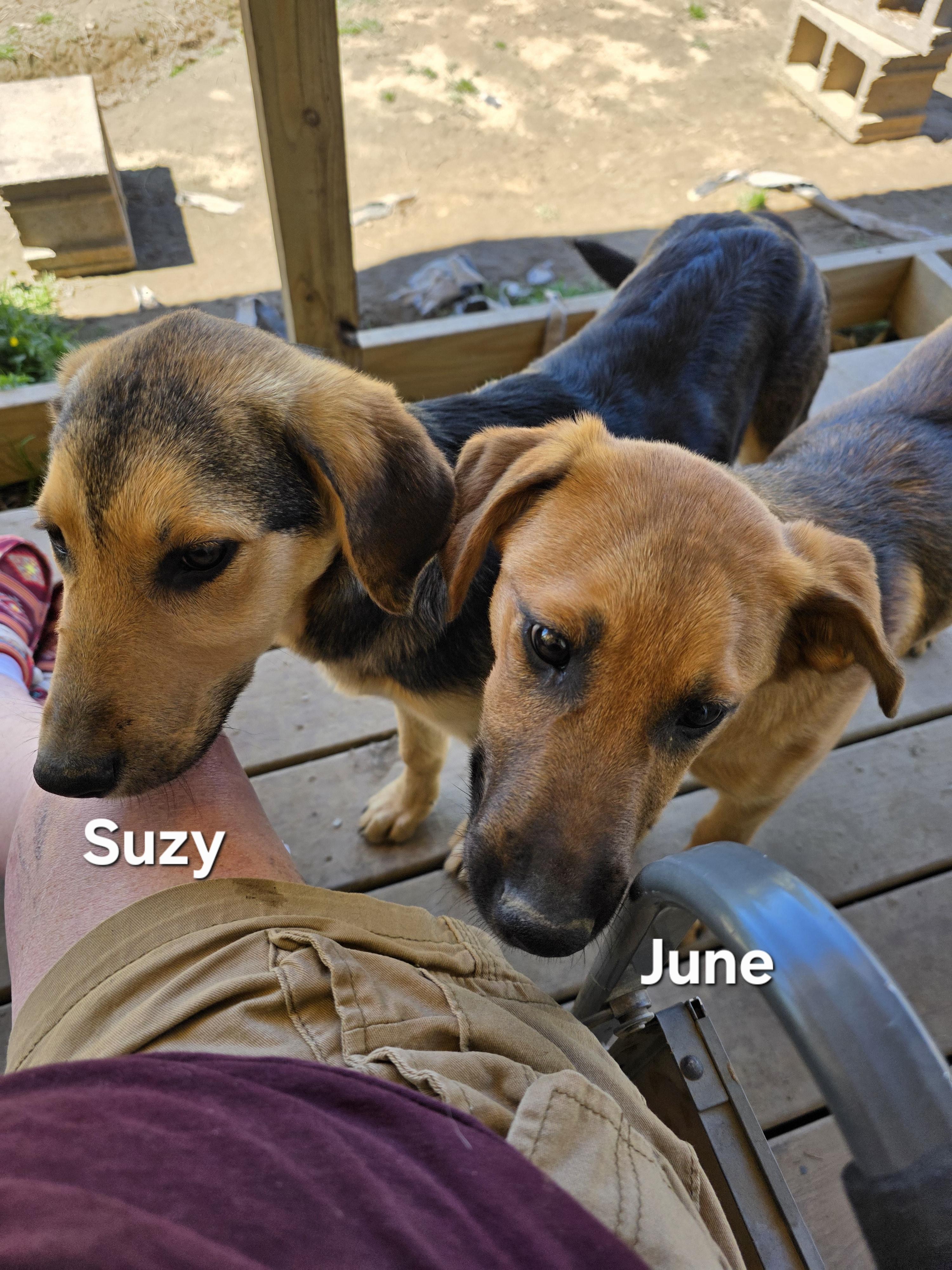 Enlarge June, a ADOPTABLE mixed breed in Warren, RI image 5/6