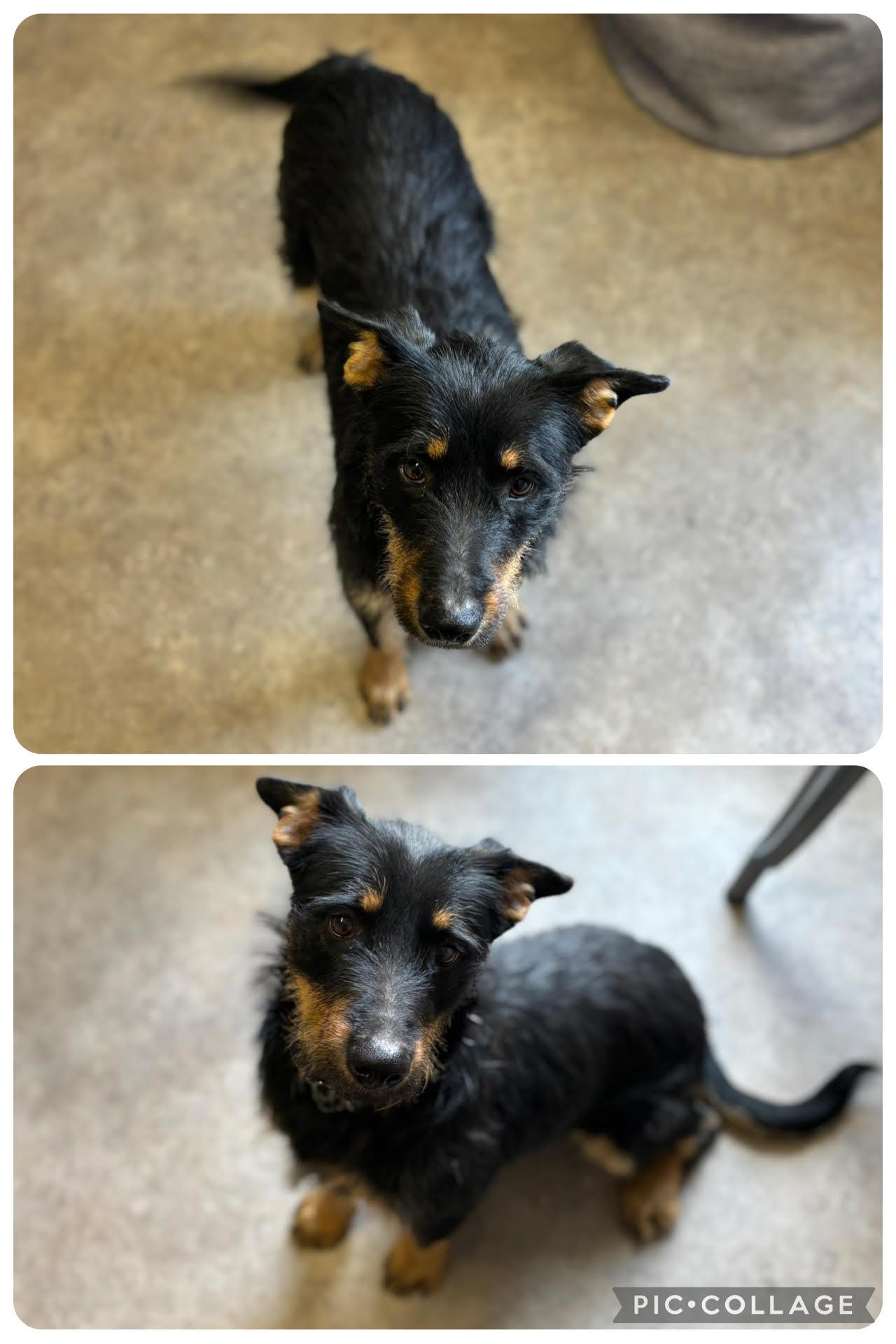 Ruby, an adoptable Mixed Breed in Rock Springs, WY, 82901 | Photo Image 1