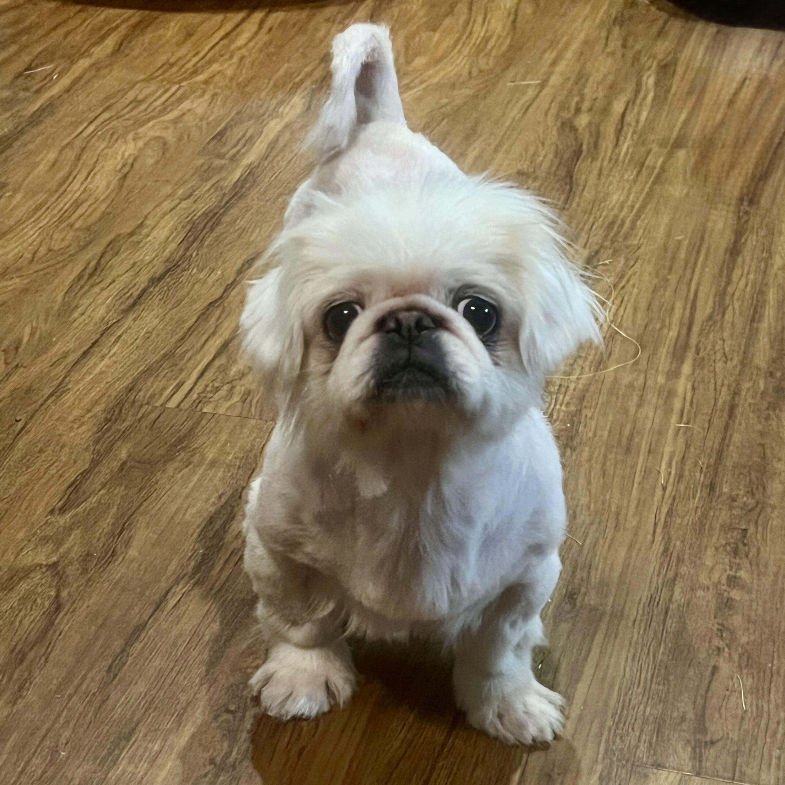 Boo, Adoptable, Senior Female Pekingese.