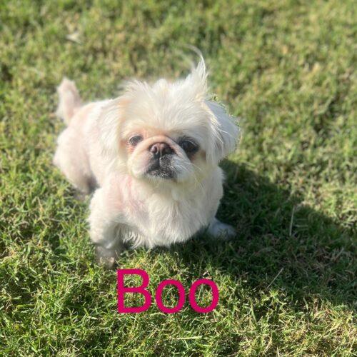 Boo, a Adoptable Pekingese in Broken Arrow, OK image 2/6