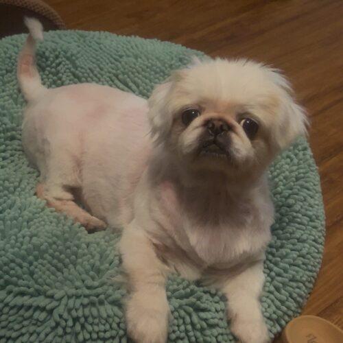 Boo, a Adoptable Pekingese in Broken Arrow, OK image 3/6