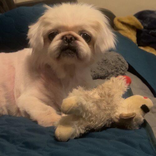 Boo, a Adoptable Pekingese in Broken Arrow, OK image 4/6