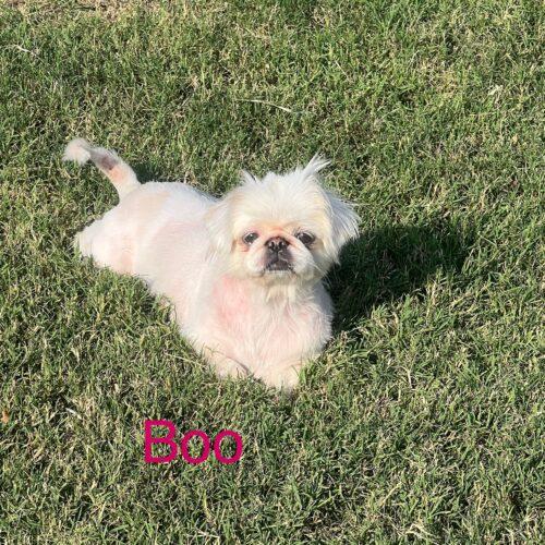 Boo, a Adoptable Pekingese in Broken Arrow, OK image 5/6