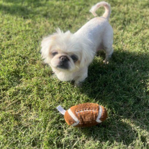 Boo, a Adoptable Pekingese in Broken Arrow, OK image 6/6