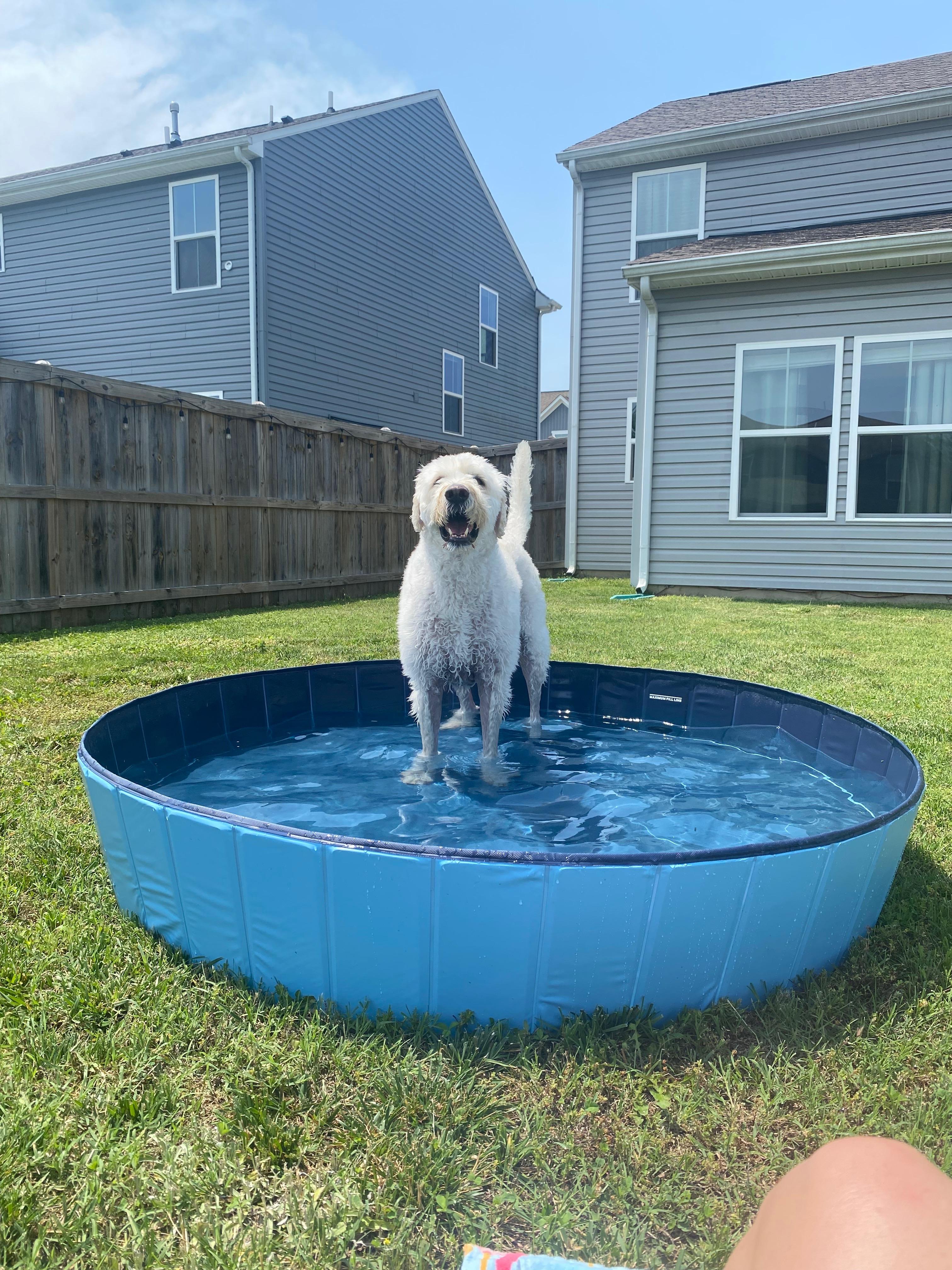 Enlarge Hunter:  Great Fur Baby!, a ADOPTABLE Labradoodle in Franklin, TN image 4/4