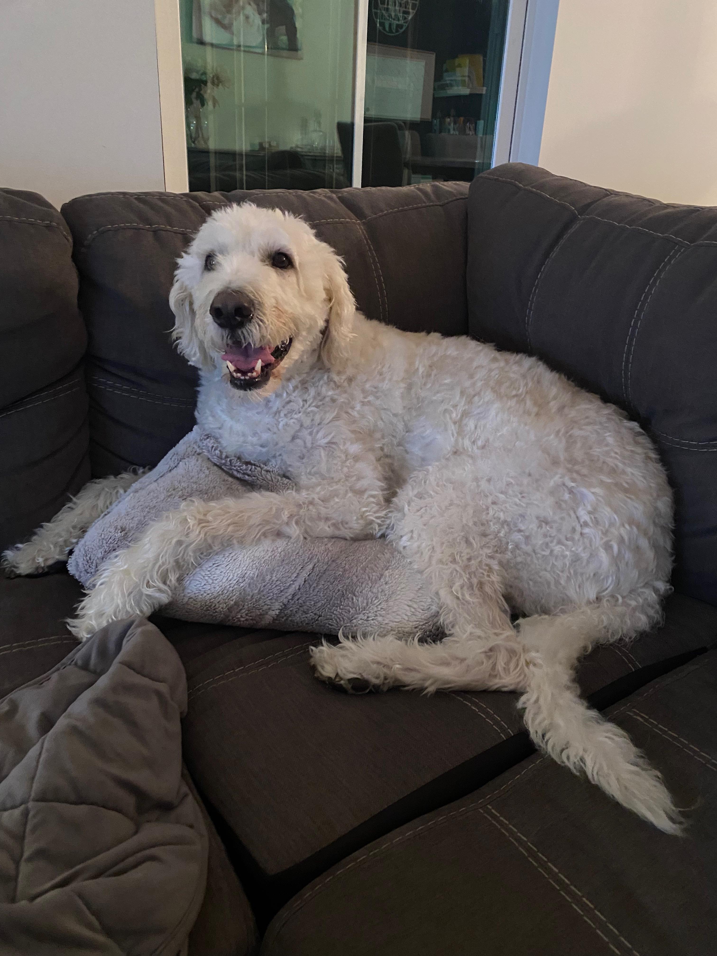 Enlarge Hunter:  Great Fur Baby!, a ADOPTABLE Labradoodle in Franklin, TN image 3/4