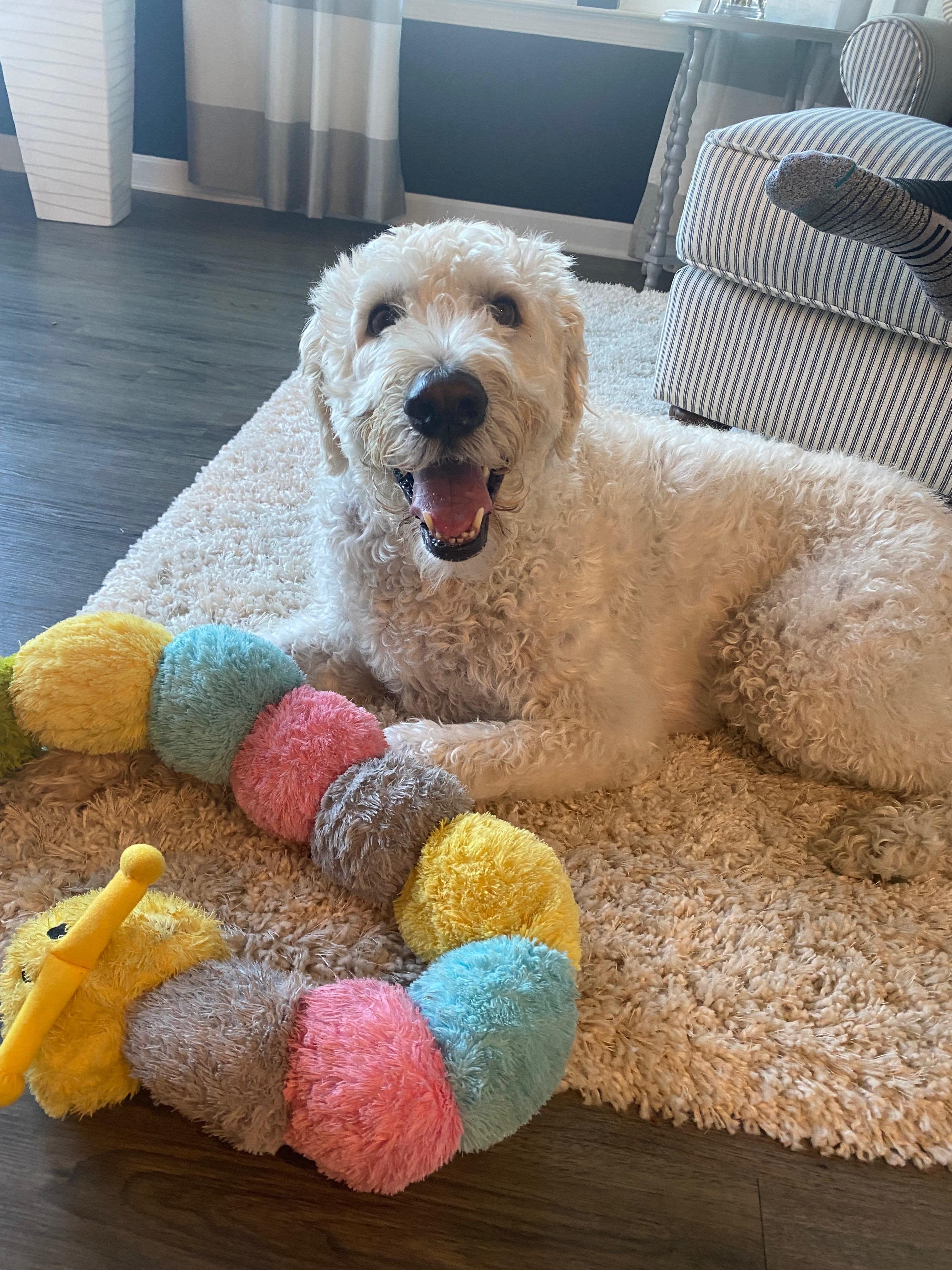 Hunter: Great Fur Baby!, ADOPTABLE, Adult Male Labradoodle.