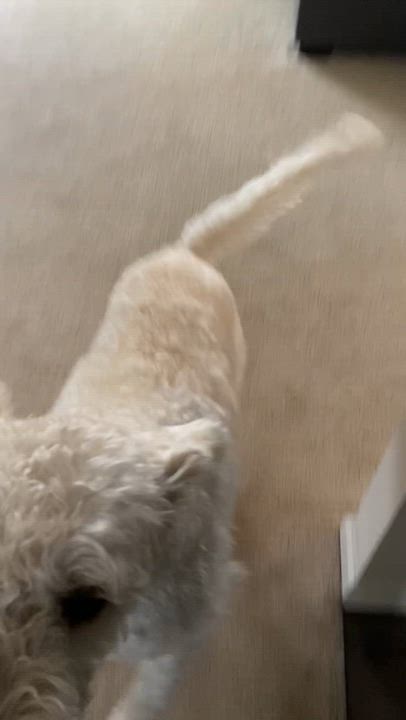 Enlarge Hunter:  Great Fur Baby!, a ADOPTABLE Labradoodle in Franklin, TN video 1/4