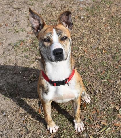 Lyra, ADOPTABLE, Young Female Catahoula Leopard Dog & American Staffordshire Terrier.