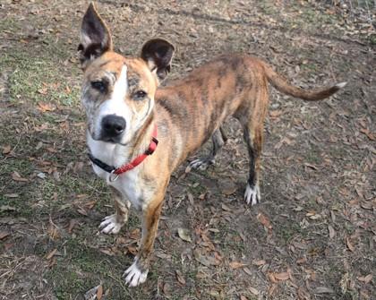 Enlarge Lyra, a ADOPTABLE mixed breed in Inverness, FL image 2/2