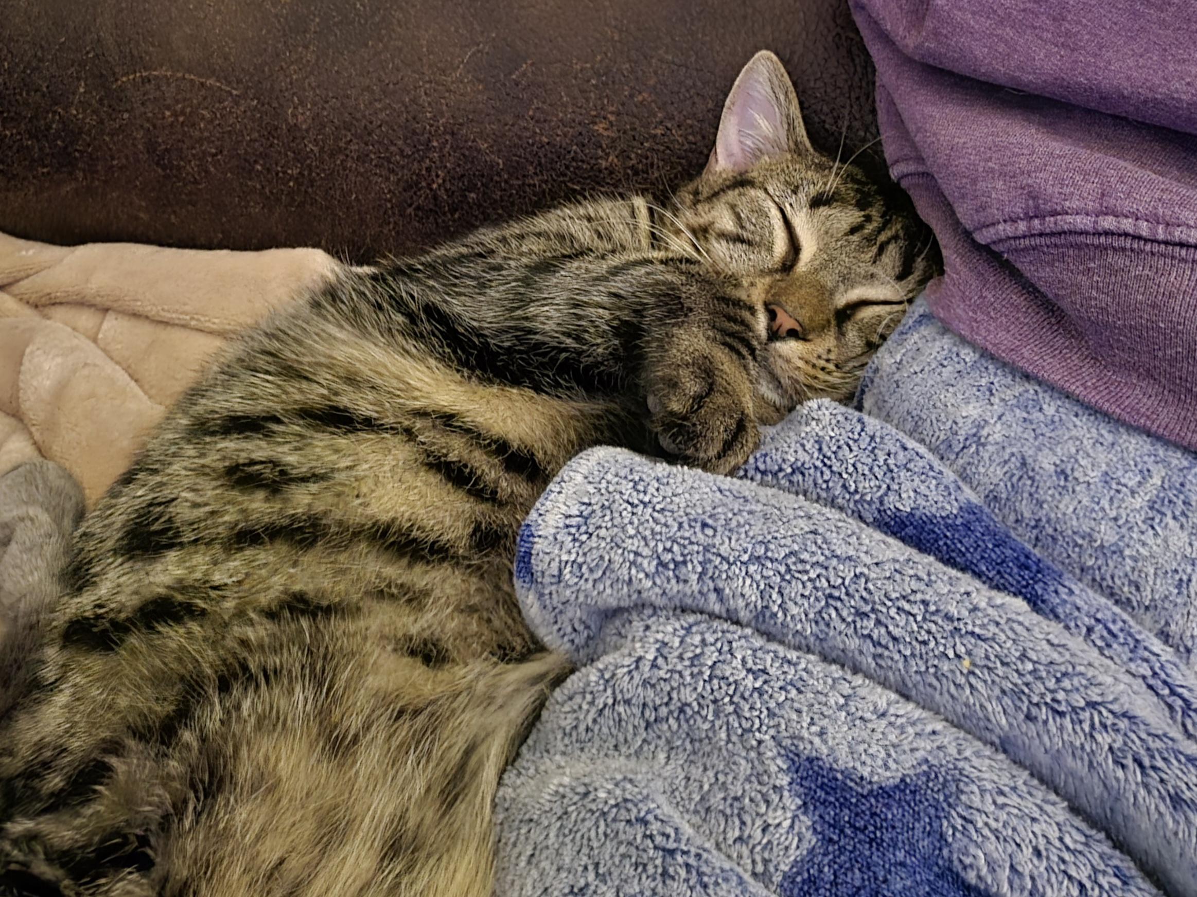 Enlarge Veronica, a Adoptable Domestic Short Hair in Saratoga Springs, NY image 2/6