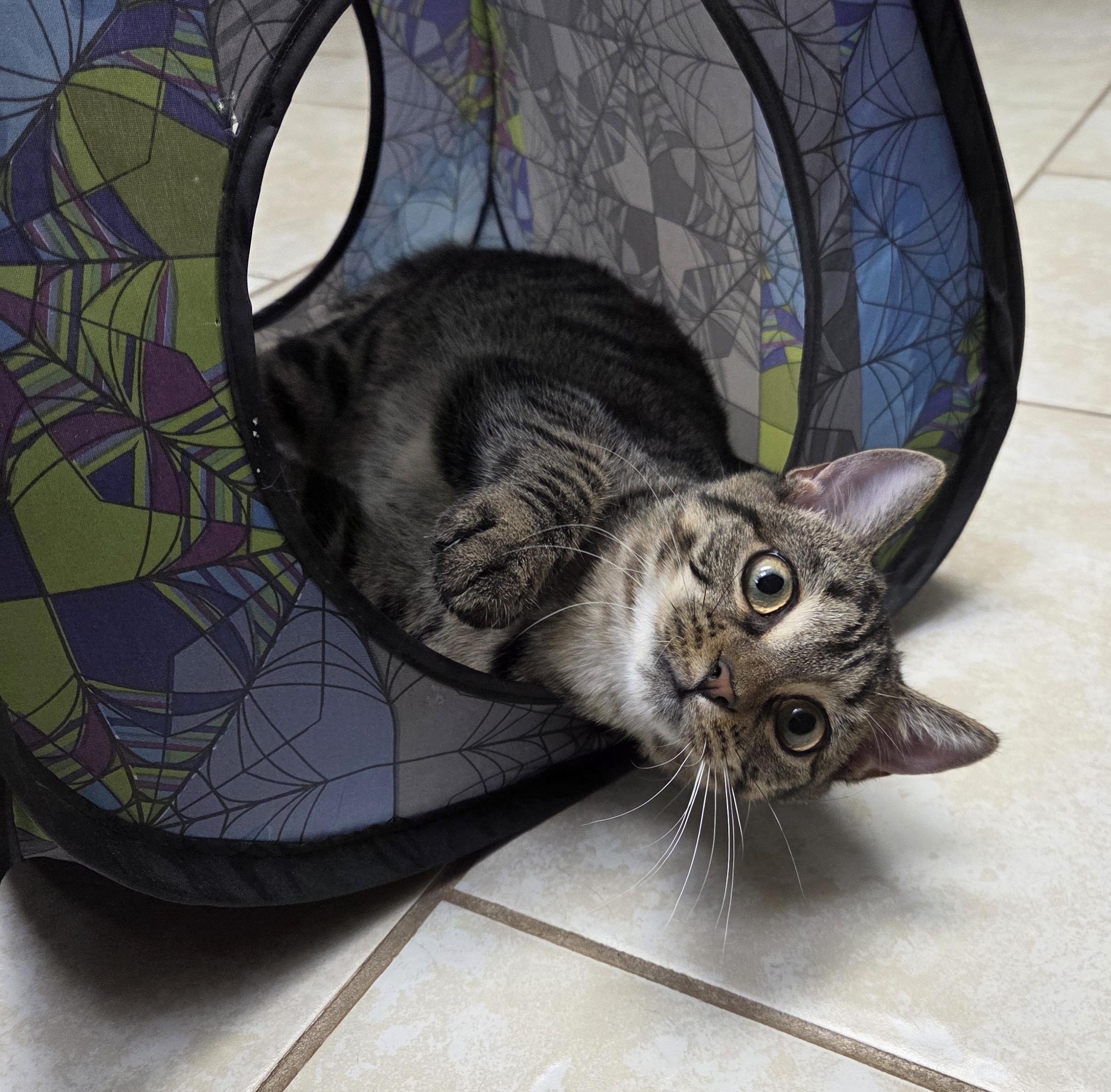 Enlarge Veronica, a Adoptable Domestic Short Hair in Saratoga Springs, NY image 5/6