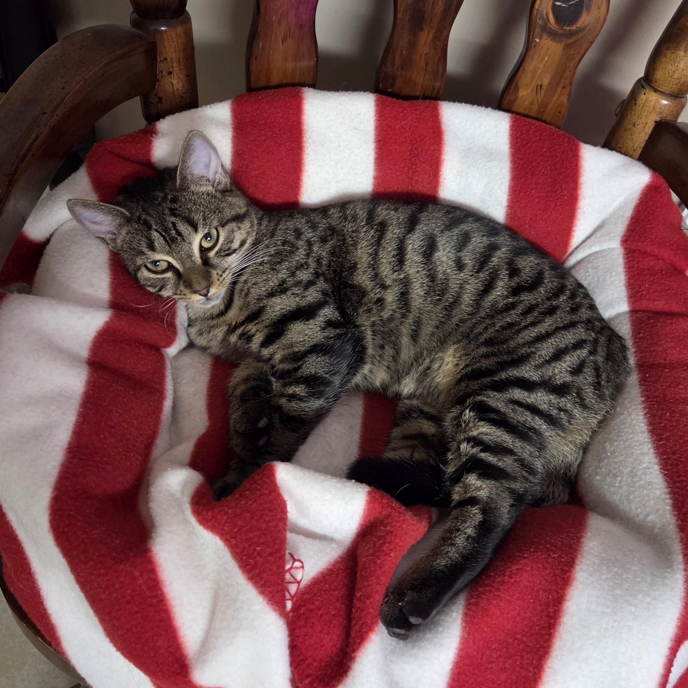 Veronica, Adoptable, Kitten Female Domestic Short Hair.