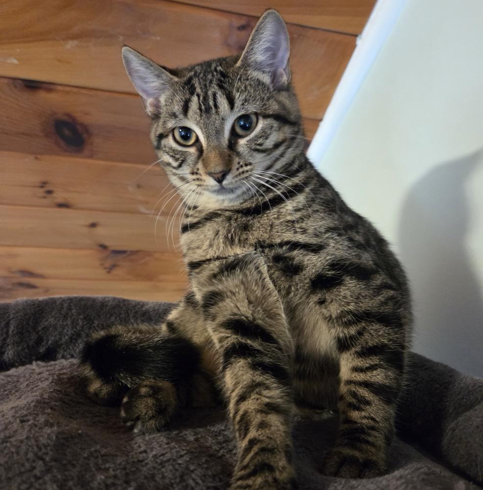 Veronica, Adoptable, Kitten Female Domestic Short Hair.