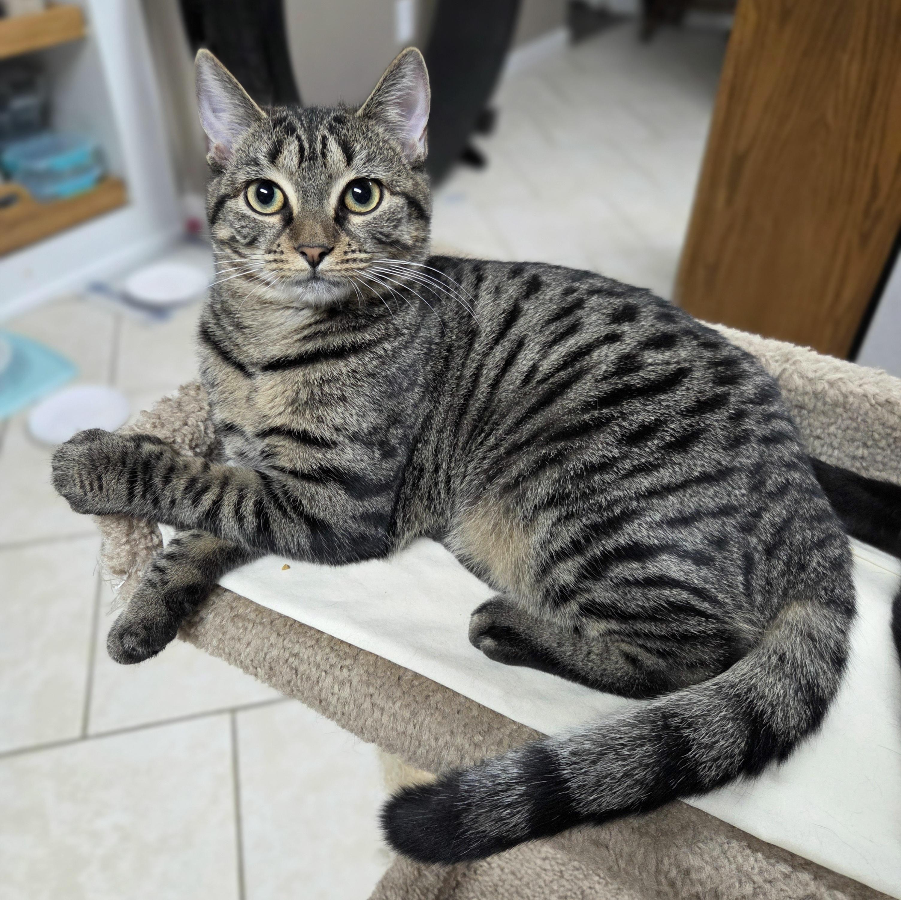 Enlarge Veronica, a Adoptable Domestic Short Hair in Saratoga Springs, NY image 3/6