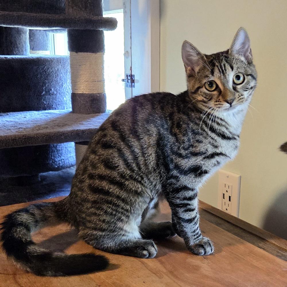 Veronica, a Adoptable Domestic Short Hair in Saratoga Springs, NY image 3/6