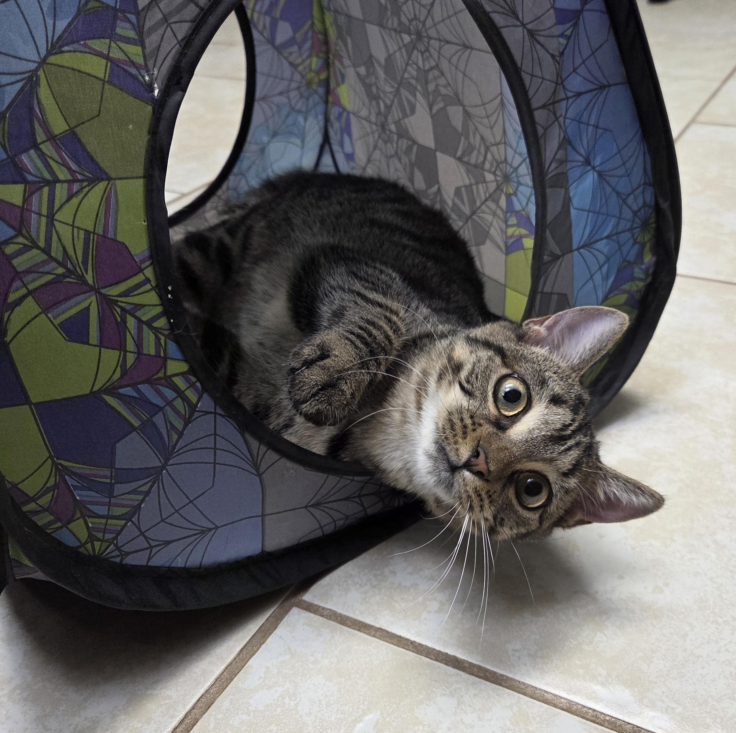 Veronica, a Adoptable Domestic Short Hair in Saratoga Springs, NY image 4/6