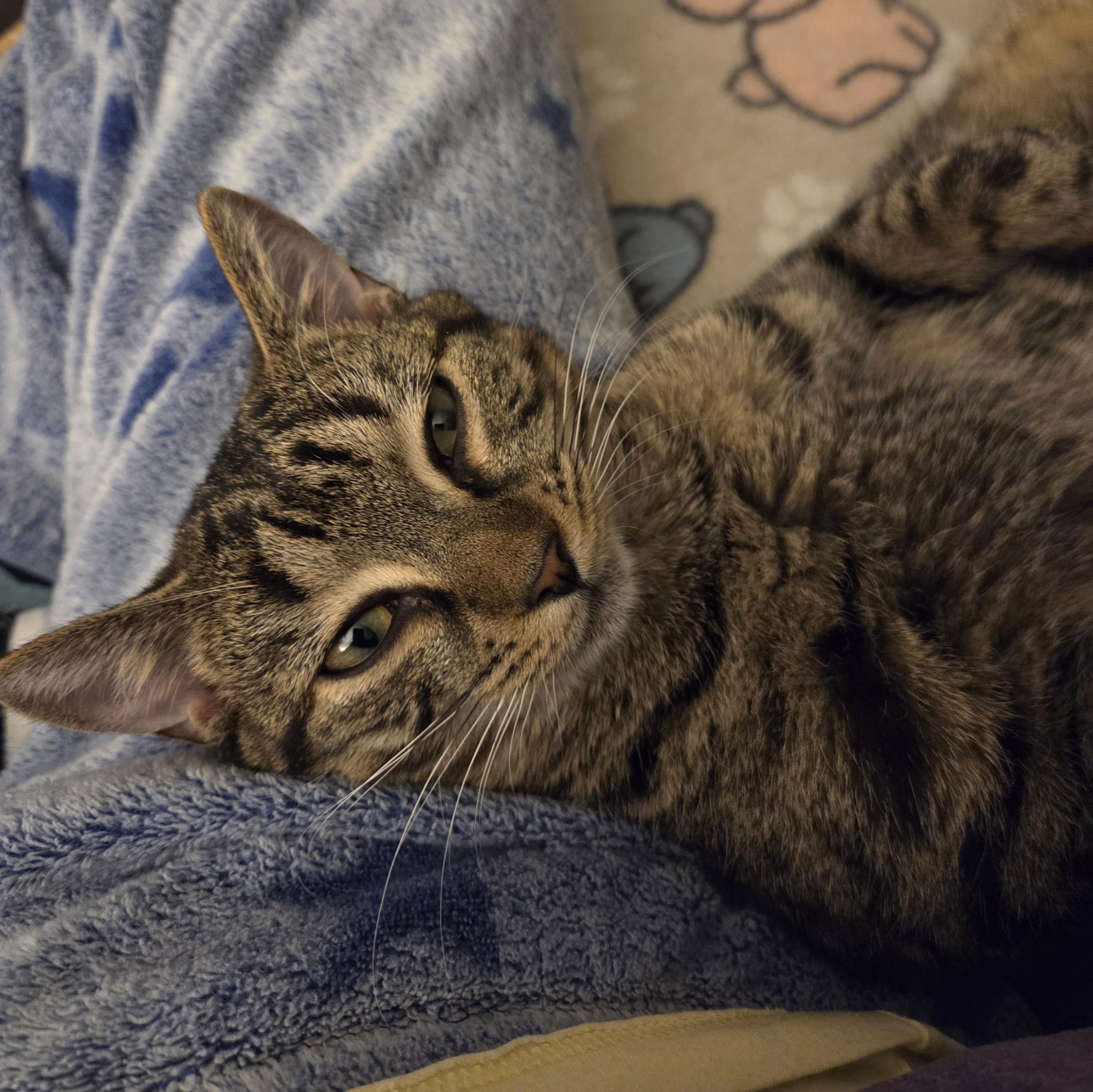 Enlarge Veronica, a Adoptable Domestic Short Hair in Saratoga Springs, NY image 4/6