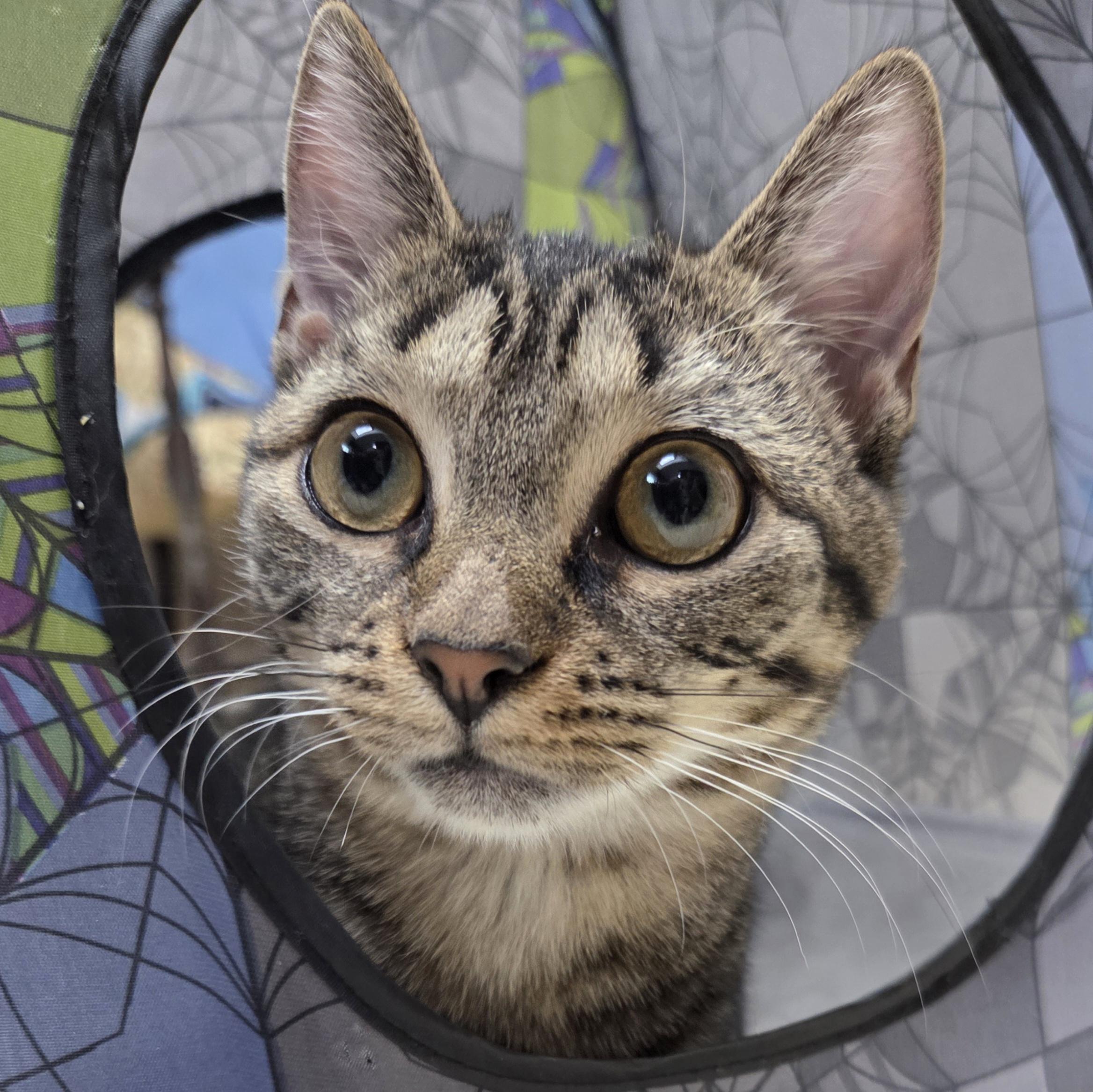 Veronica, a Adoptable Domestic Short Hair in Saratoga Springs, NY image 5/6