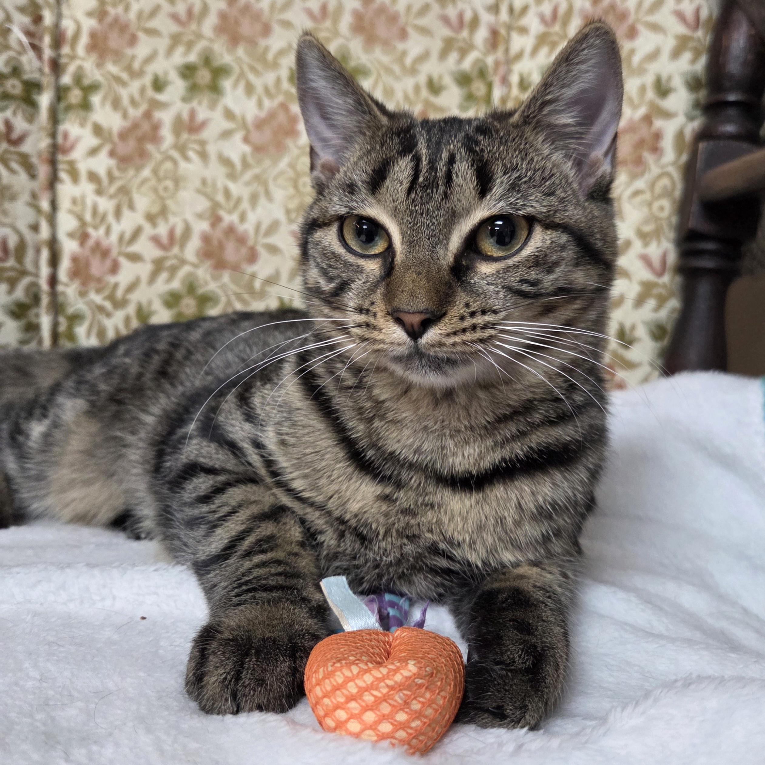 Enlarge Veronica, a Adoptable Domestic Short Hair in Saratoga Springs, NY image 6/6