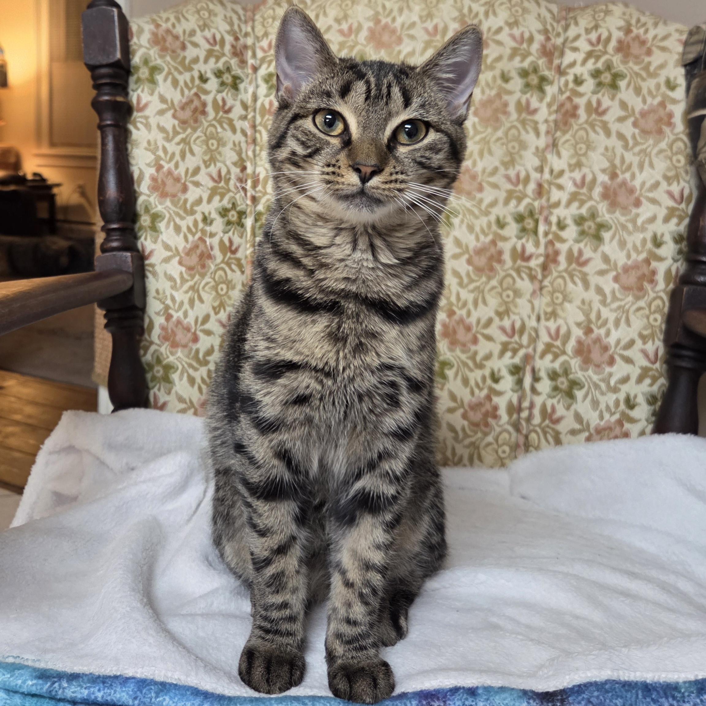 Veronica, a Adoptable Domestic Short Hair in Saratoga Springs, NY image 6/6