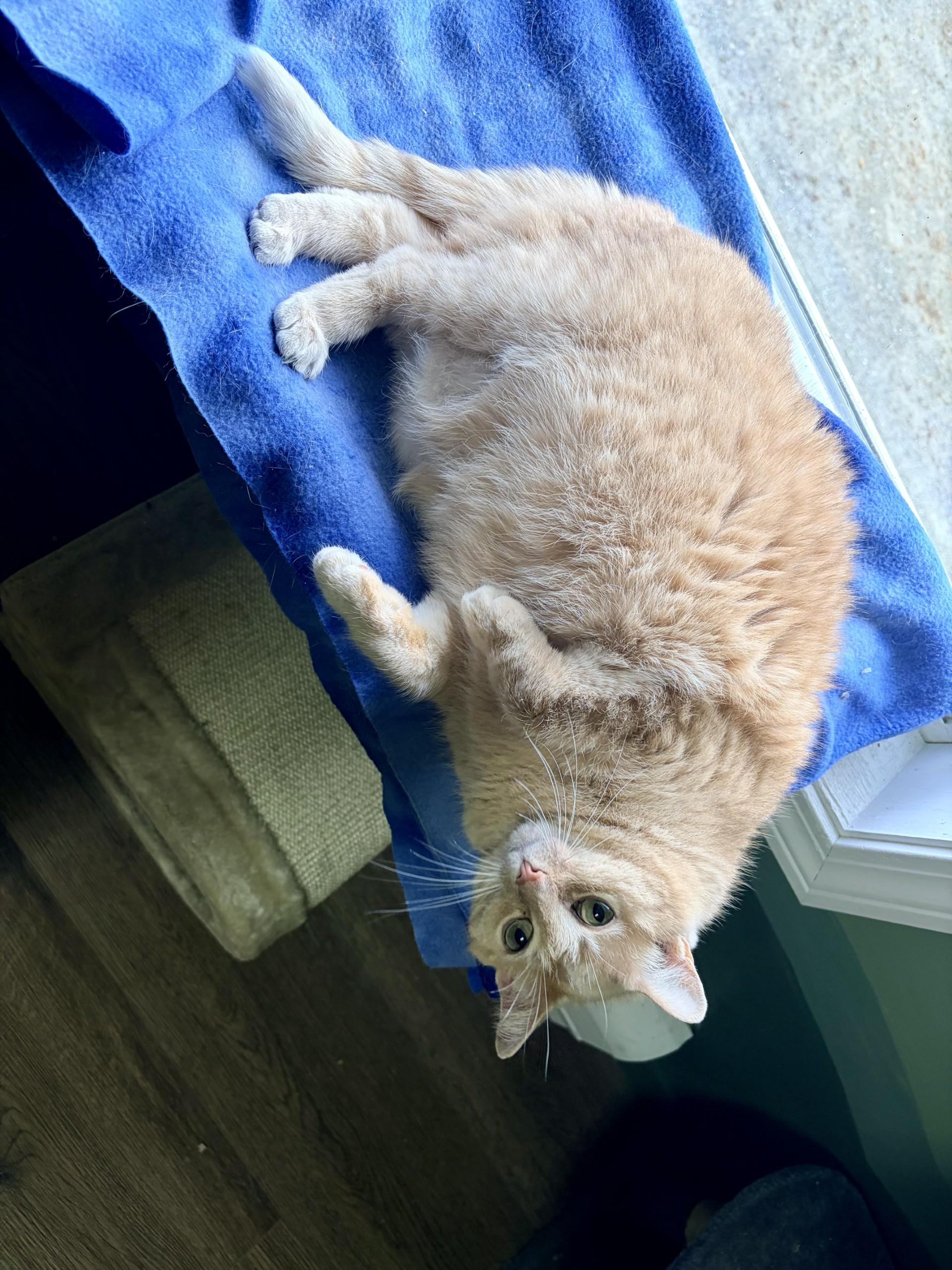 Shelly, Adoptable, Senior Female Domestic Short Hair.